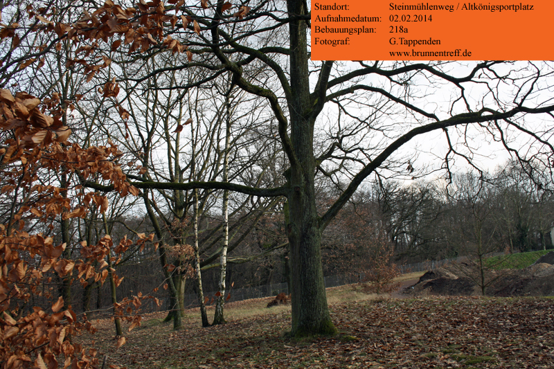 06-baeume-altkoenigsportplatz.jpg 06-baeume-altkoenigsportplatz.jpg