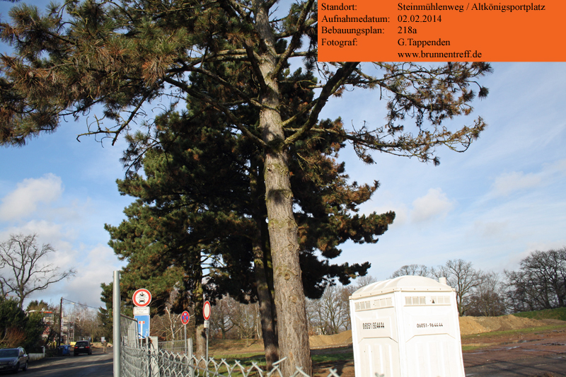 10-baeume-altkoenigsportplatz.jpg 10-baeume-altkoenigsportplatz.jpg